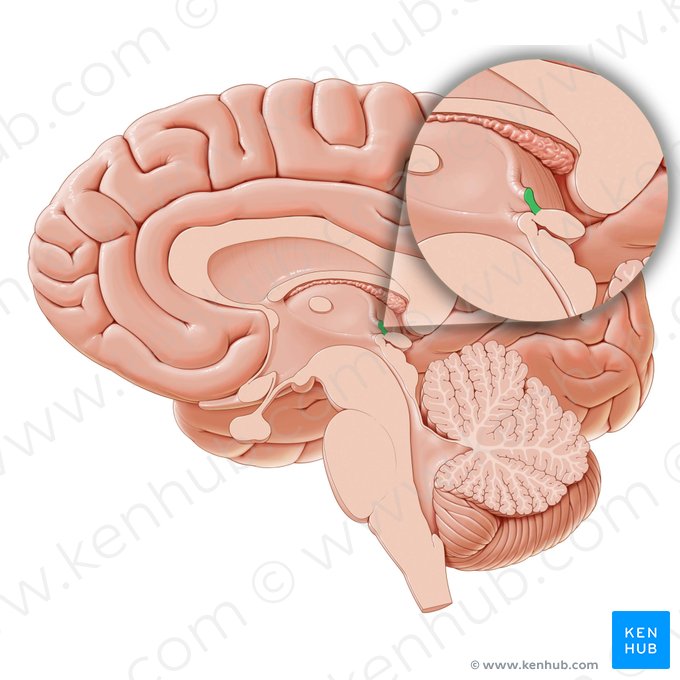 Habenular commissure (Commissura habenularum); Image: Paul Kim