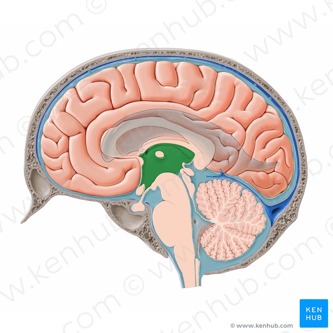 Tercer ventrículo (Ventriculus tertius); Imagen: Paul Kim