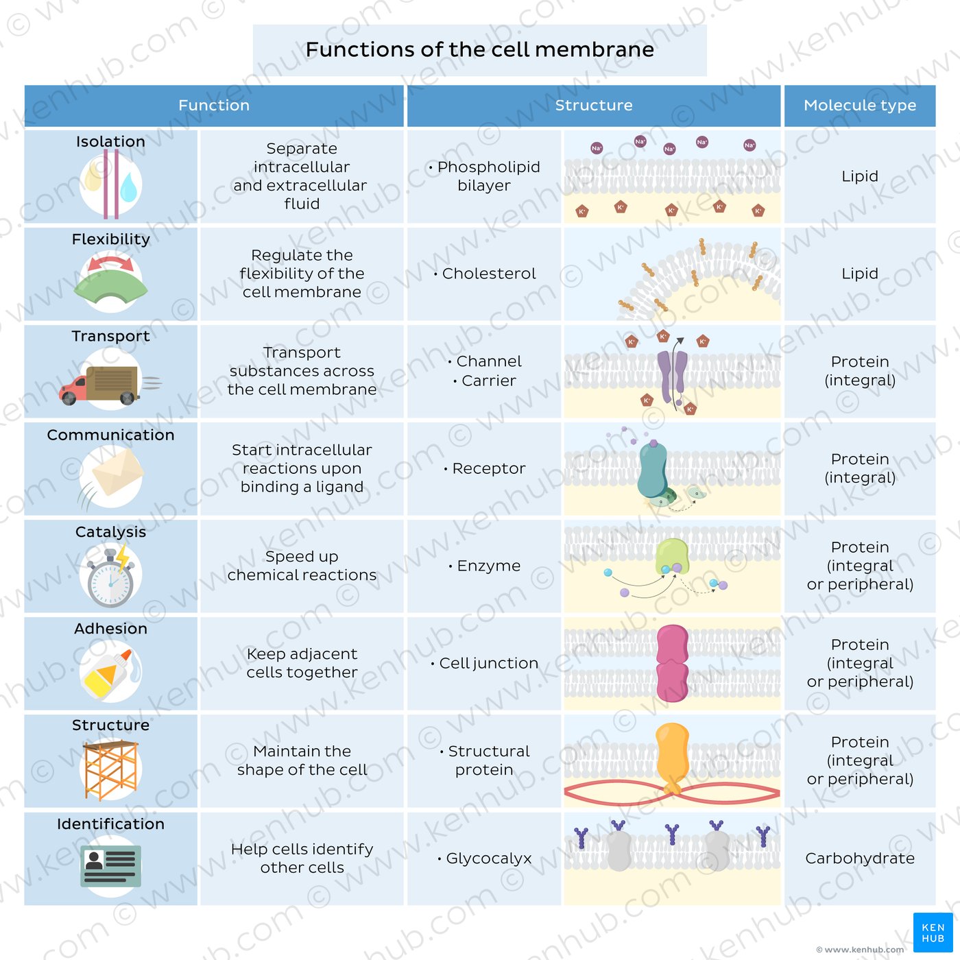 An infographic that summarizes the main structures and functions of the cell membrane molecules