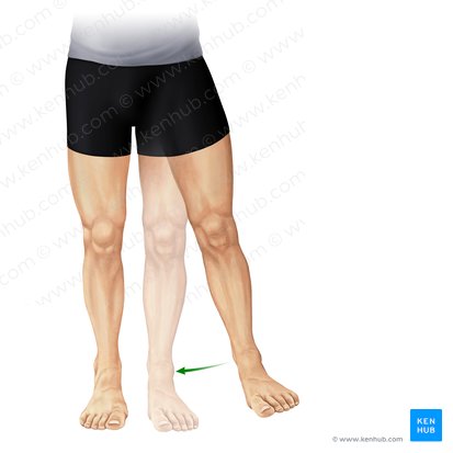 Adduction of thigh (Adductio femoris); Image: Paul Kim