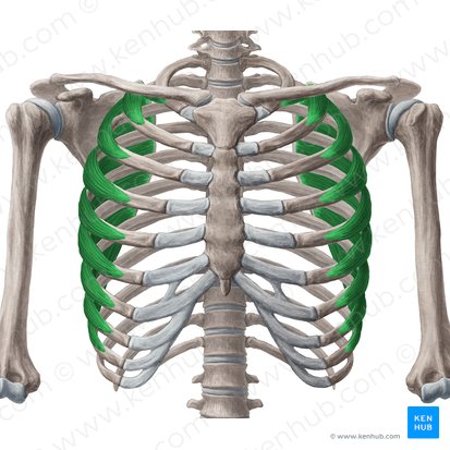 Músculo serrato anterior (Musculus serratus anterior); Imagen: Yousun Koh