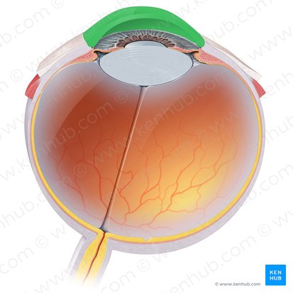 Cornea (Hornhaut); Bild: Paul Kim