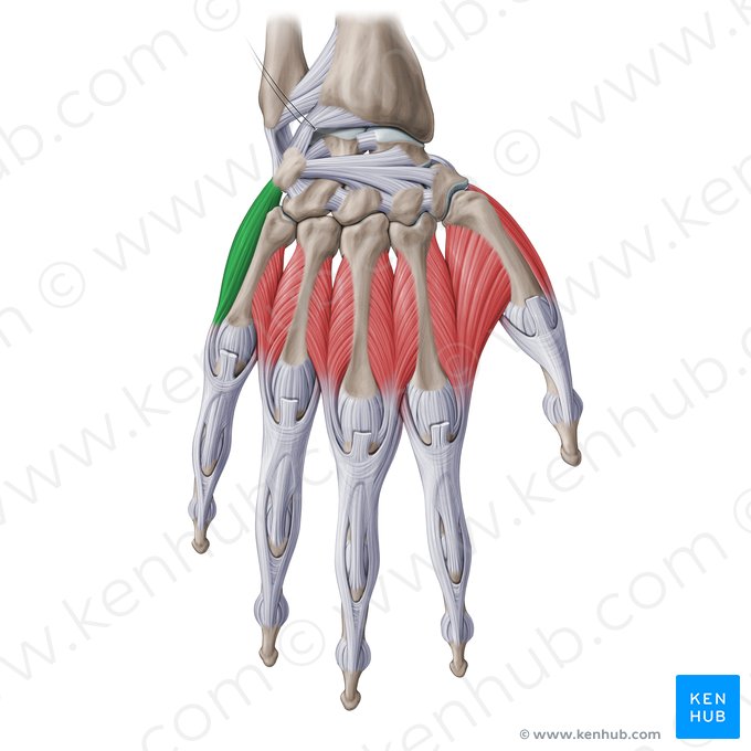 Músculo abdutor do dedo mínimo da mão (Musculus abductor digiti minimi manus); Imagem: Paul Kim