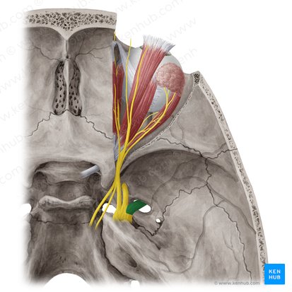 Nervo mandibular (Nervus mandibularis); Imagem: Yousun Koh