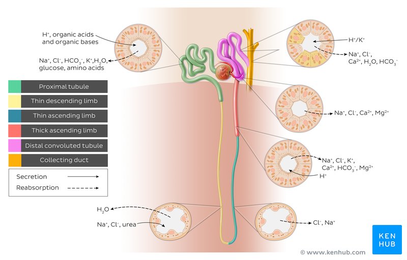 Nephron secretion and reabsorption diagram