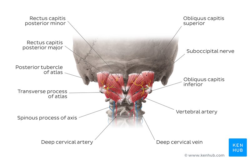 Suboccipital muscles and contents of the suboccipital triangle