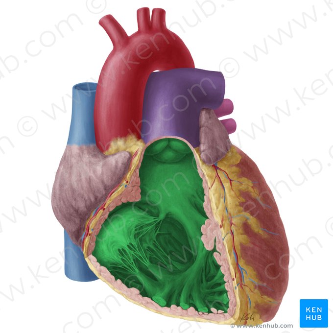 Ventrículo direito do coração (Ventriculus dexter cordis); Imagem: Yousun Koh
