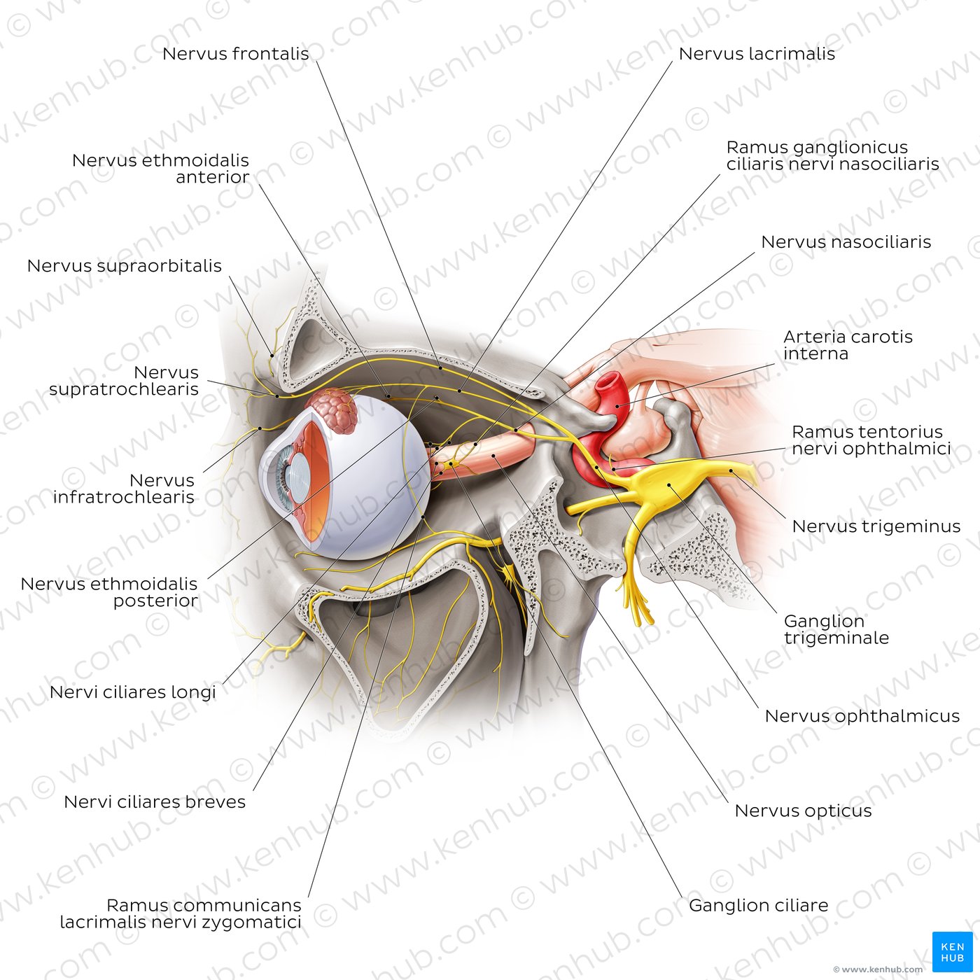 Ophthalmic nerve