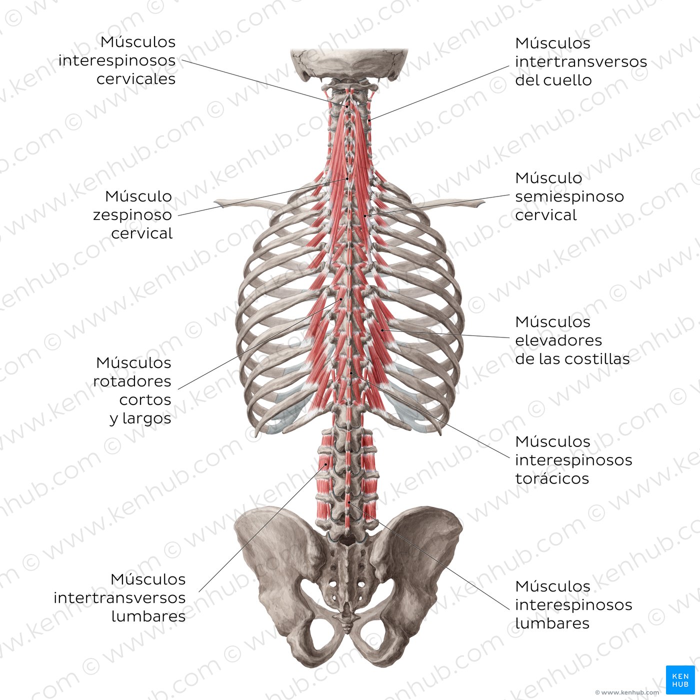 músculos de la espalda anatomía humana
