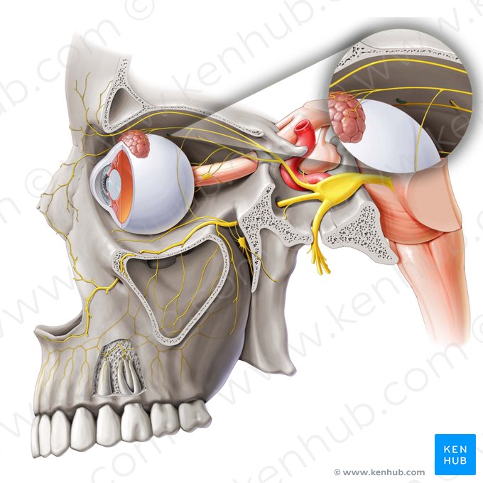 Anterior ethmoidal nerve (Nervus ethmoidalis anterior); Image: Paul Kim