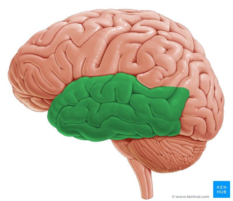 Temporal lobe: Lateral-left view