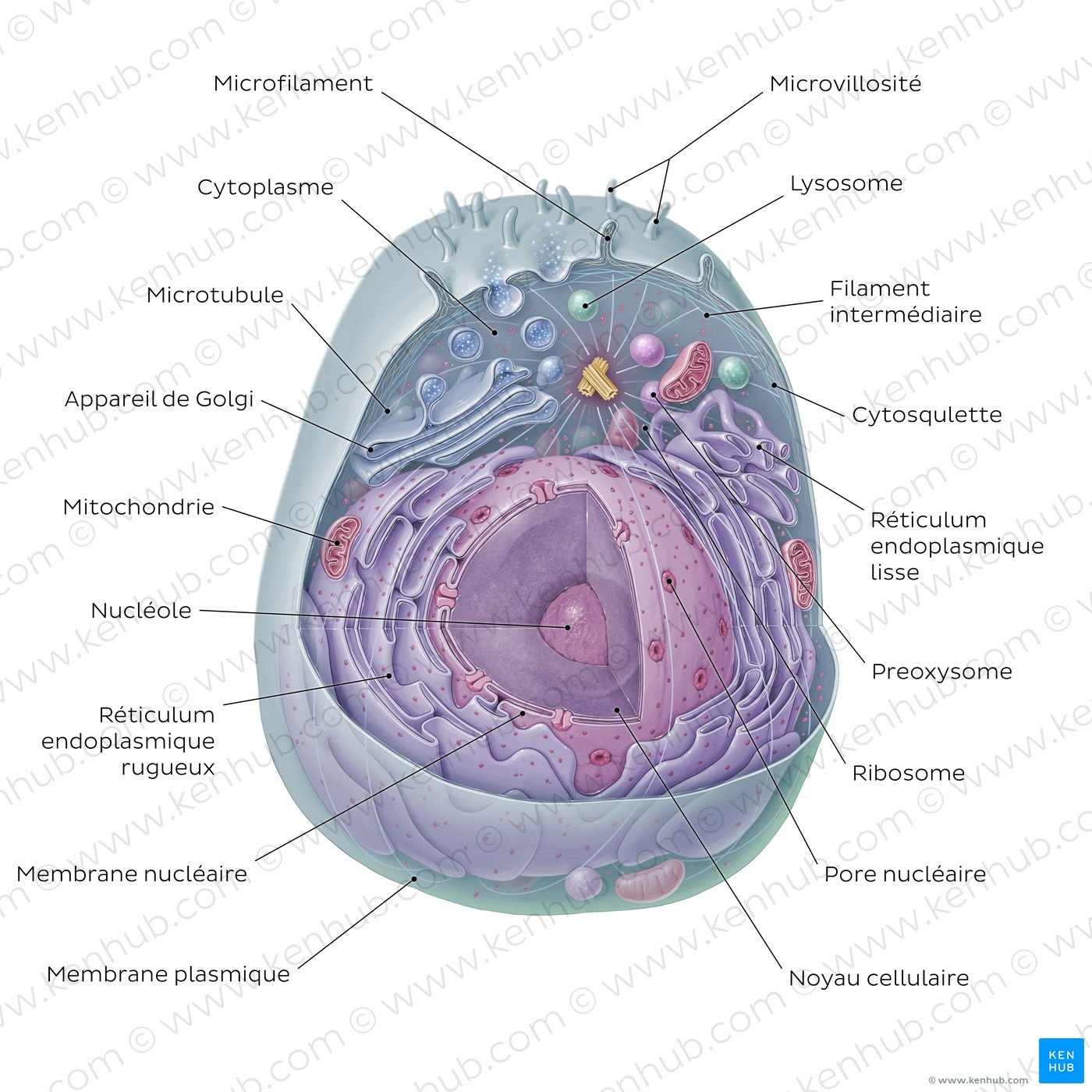 Cellule eucaryote (schéma)