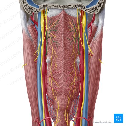 Arteria pharyngea ascendens (Aufsteigende Rachenarterie); Bild: Yousun Koh