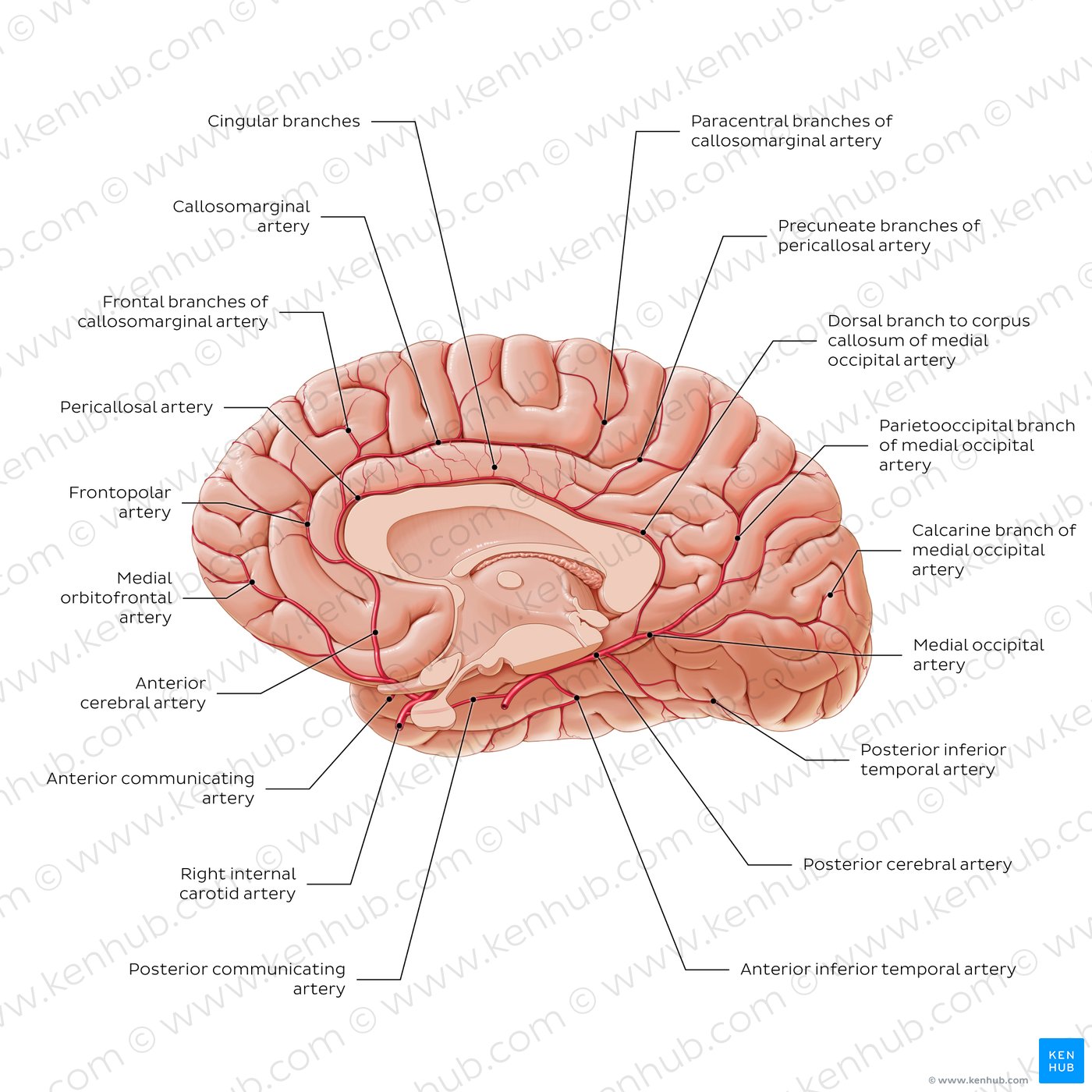 Blood supply to the corpus callosum and surrounding structures