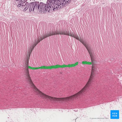 Myenteric plexus (of Auerbach) (Plexus myentericus); Image: 