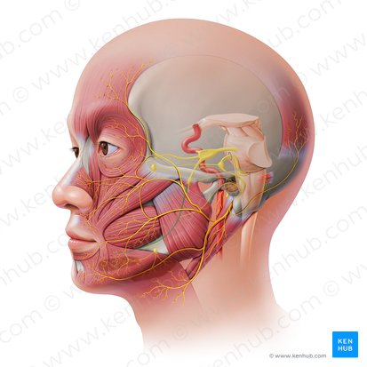 Lingual nerve (Nervus lingualis); Image: Paul Kim