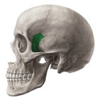 Anterior and lateral views of the skull