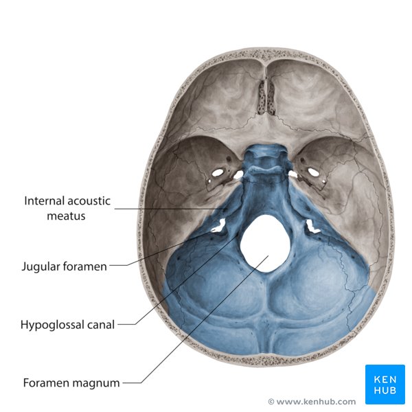 Openings of the posterior cranial fossa