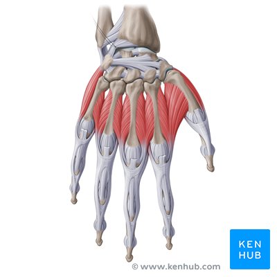 Anatomía de la mano - vista dorsal