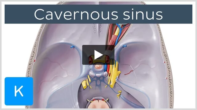 Cavernous sinus: anatomy, location, contents, drainage