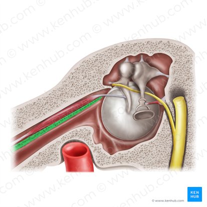 Septum du canal musculotubaire (Septum canalis musculotubarii); Image : Mao Miyamoto