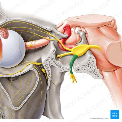 Mandibular nerve (Nervus mandibularis); Image: Paul Kim