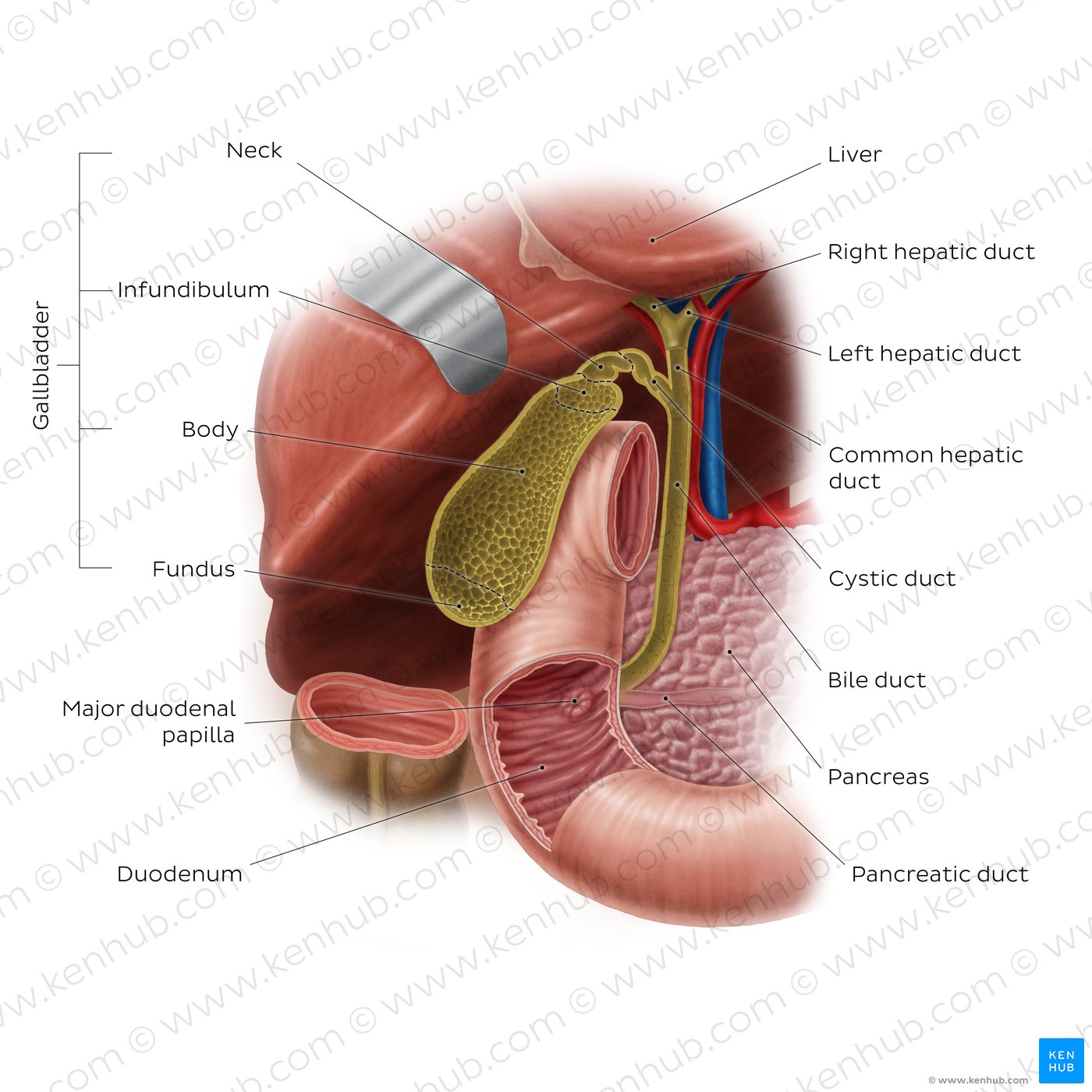 Overview of the gallbladder