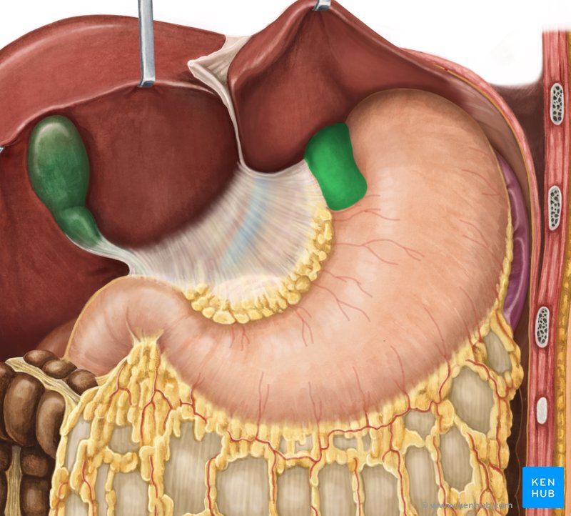 Esophagus - ventral view