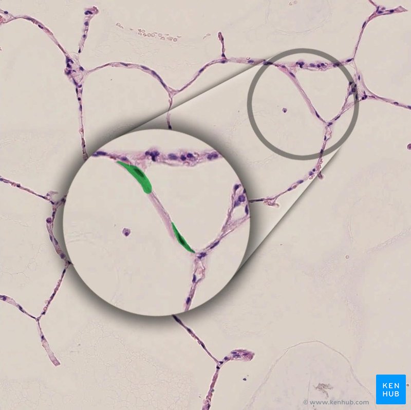 Type I pneumocytes - histological slide