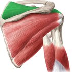 Musculus supraspinatus