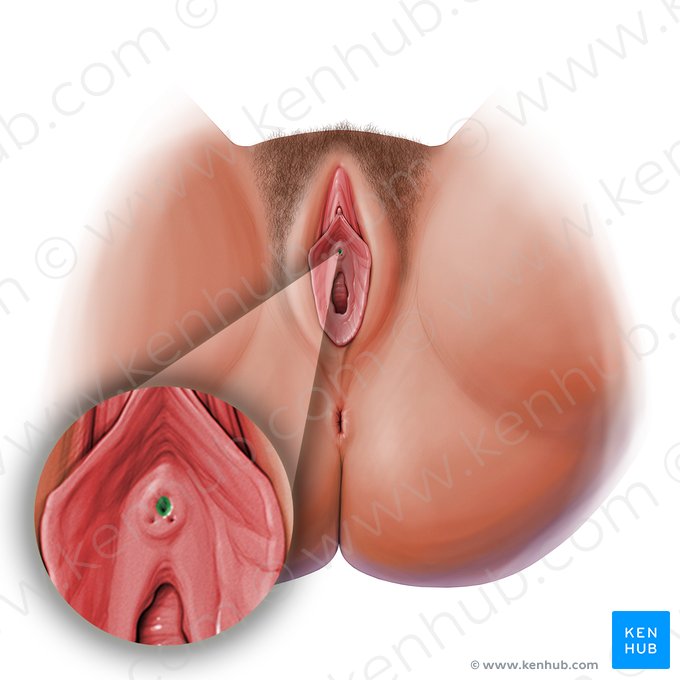 Orifice externe de l'urètre (Ostium urethrae externum); Image : Paul Kim