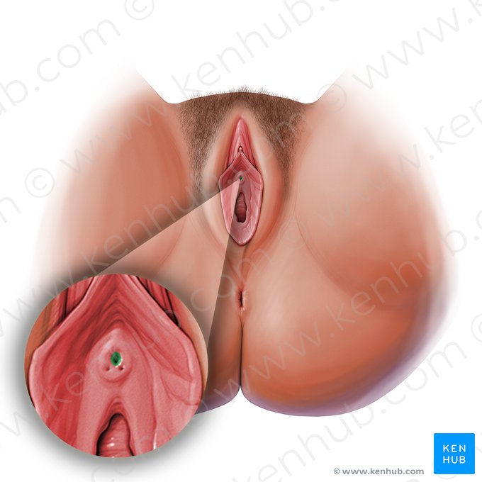 External orifice of urethra (Ostium urethrae externum); Image: Paul Kim