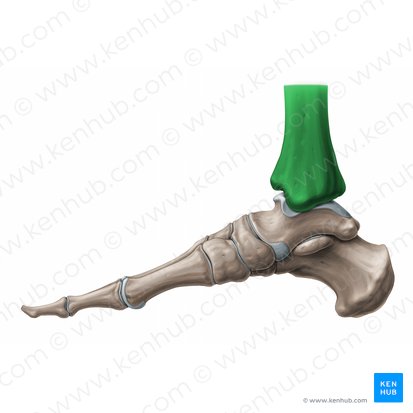 Tibia; Imagen: Paul Kim