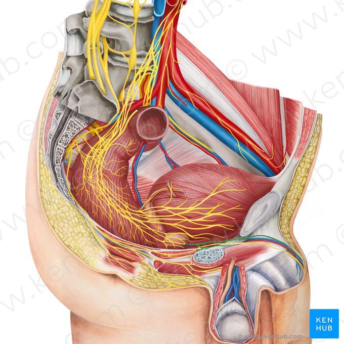 Cavernous nerves of penis (Nervi cavernosi penis); Image: Irina Münstermann
