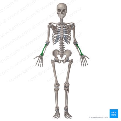 Bones: Anatomy, function, types and clinical aspects | Kenhub