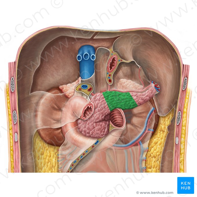 Body of pancreas (Corpus pancreatis); Image: Irina Münstermann