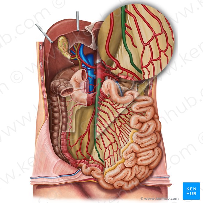 Artéria mesentérica superior (Arteria mesenterica superior); Imagem: Irina Münstermann