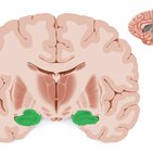 Hippocampus: Anatomy and functions