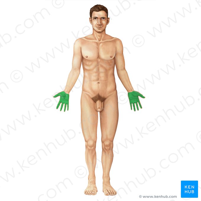 Palmar (Palmaris); Imagen: Yousun Koh