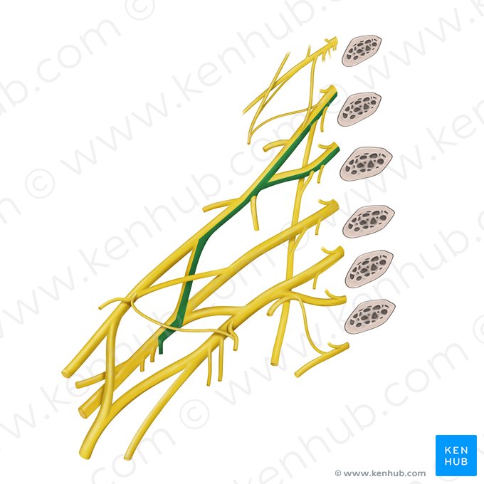 Nervio subescapular superior (Nervus subscapularis superior); Imagen: Begoña Rodriguez