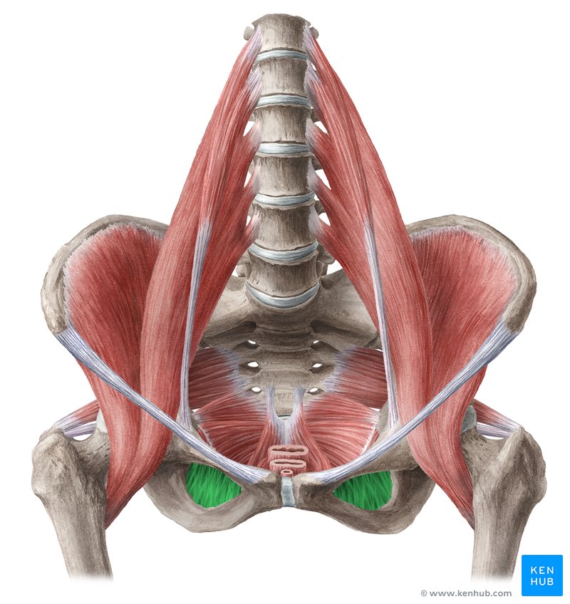 Musculus iliacus