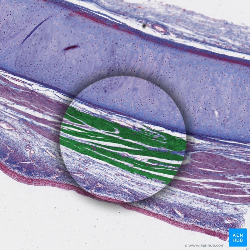 Smooth muscle (green) - Trachea histology slide