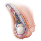 Scrotum and spermatic cord