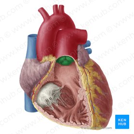 Pulmonary valve (Valva trunci pulmonalis); Image: Yousun Koh