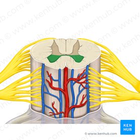 Corno anterior da medula espinal (Cornu anterius medullae spinalis); Imagem: Rebecca Betts