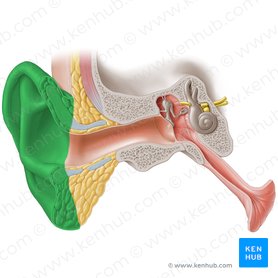Auricle of ear (Auricula auris); Image: Paul Kim