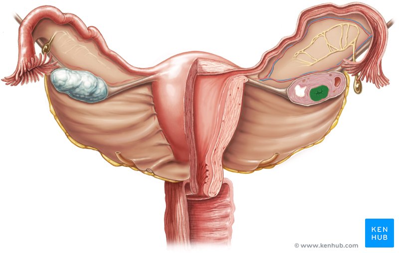 Corpus luteum - dorsal view