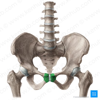 Corps du pubis (Corpus ossis pubis); Image : Liene Znotina