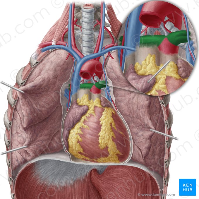Pulmonary artery (Arteria pulmonalis); Image: Yousun Koh