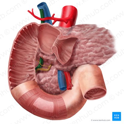 Bile duct (Ductus biliaris); Image: Begoña Rodriguez